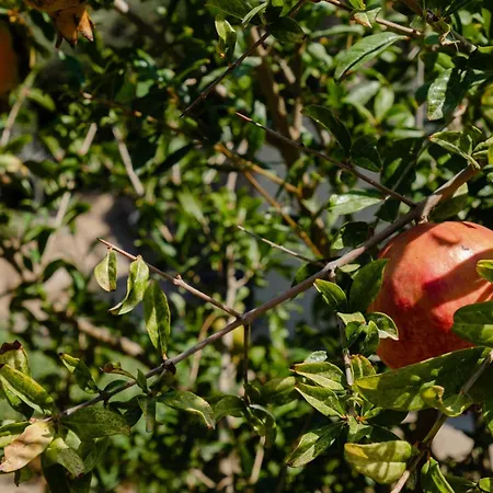 Agapui-peaceful Retreat With Amazing Views فيلة Pláka