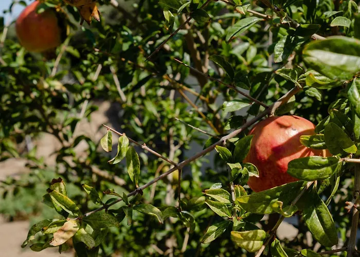 Agapui-peaceful Retreat With Amazing Views Villa Plaka (Naxos)